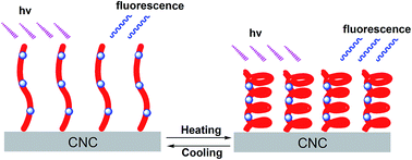 Graphical abstract: Thermo-responsive and fluorescent cellulose nanocrystals grafted with polymer brushes