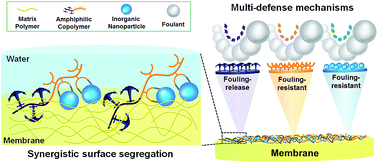 Graphical abstract: Coordination-enabled synergistic surface segregation for fabrication of multi-defense mechanism membranes