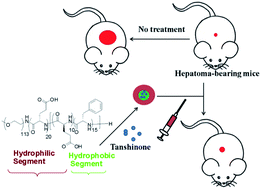 Graphical abstract: PEG–poly(amino acid)s-encapsulated tanshinone IIA as potential therapeutics for the treatment of hepatoma