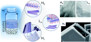 Graphical abstract: Morphological control of calcium phosphate nanostructures using lyotropic liquid crystals