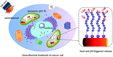 Graphical abstract: The adenine DNA self-assembly of pH- and near-infrared-responsive gold nanorod vehicles for the chemothermal treatment of cancer cells