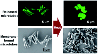 Graphical abstract: Temperature-triggered shape-transformations in layer-by-layer microtubes