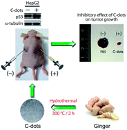 Graphical abstract: Carbon dots prepared from ginger exhibiting efficient inhibition of human hepatocellular carcinoma cells