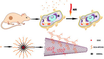 Graphical abstract: In vitro and in vivo photothermally enhanced chemotherapy by single-walled carbon nanohorns as a drug delivery system