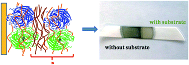 Graphical abstract: A multilayered sulfonated polyaniline network with entrapped pyrroloquinoline quinone-dependent glucose dehydrogenase: tunable direct bioelectrocatalysis