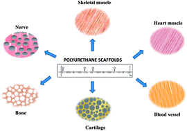 Graphical abstract: Biomimetic polyurethanes in nano and regenerative medicine