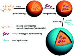 Graphical abstract: Double-layered hyaluronic acid/stearic acid-modified polyethyleneimine nanoparticles encapsulating (−)-gossypol: a nanocarrier for chiral anticancer drugs