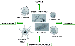 Graphical abstract: Carbon nanomaterials as new tools for immunotherapeutic applications