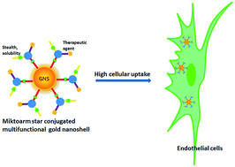 Graphical abstract: Miktoarm star conjugated multifunctional gold nanoshells: synthesis and an evaluation of biocompatibility and cellular uptake