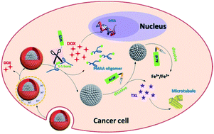 Graphical abstract: Development of a redox/pH dual stimuli-responsive MSP@P(MAA-Cy) drug delivery system for programmed release of anticancer drugs in tumour cells