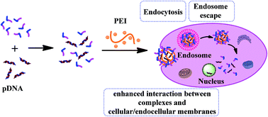 Graphical abstract: Evaluation of the effects of amphiphilic oligomers in PEI based ternary complexes on the improvement of pDNA delivery