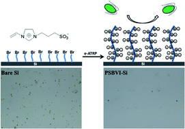 Graphical abstract: Grafting zwitterionic polymer brushes via electrochemical surface-initiated atomic-transfer radical polymerization for anti-fouling applications