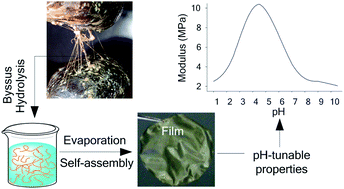 Graphical abstract: Self-assembled pH-responsive films prepared from mussel anchoring threads