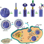 Graphical abstract: Redox responsive Pd(ii) templated rotaxane nanovalve capped mesoporous silica nanoparticles: a folic acid mediated biocompatible cancer-targeted drug delivery system