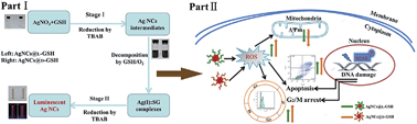 Graphical abstract: Stress-induced cytotoxicity of chiral Ag nanoclusters