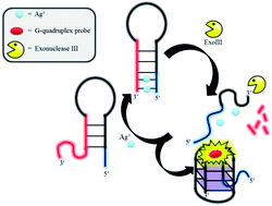Graphical abstract: A G-quadruplex-based, label-free, switch-on luminescent detection assay for Ag+ ions based on the exonuclease III-mediated digestion of C–Ag+–C DNA