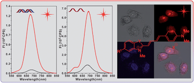 Graphical abstract: Optical properties of hemicyanines with terminal amino groups and their applications in near-infrared fluorescent imaging of nucleoli
