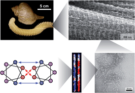 Graphical abstract: Biomimetic self-assembly of recombinant marine snail egg capsule proteins into structural coiled-coil units