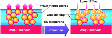 Graphical abstract: A photo-tunable membrane based on inter-particle crosslinking for decreasing diffusion rates