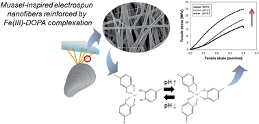 Graphical abstract: Mussel-inspired adhesive protein-based electrospun nanofibers reinforced by Fe(iii)–DOPA complexation