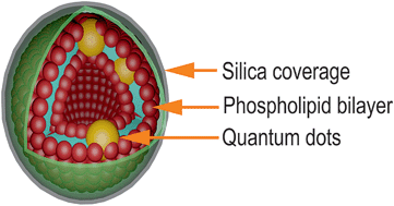Graphical abstract: Preparation and characterization of stable phospholipid–silica nanostructures loaded with quantum dots
