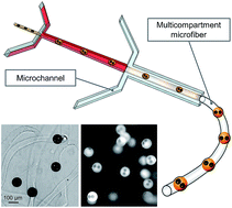 Graphical abstract: Multicompartment microfibers: fabrication and selective dissolution of composite droplet-in-fiber structures