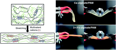 Graphical abstract: Designed fabrication of super-stiff, anisotropic hybrid hydrogels via linear remodeling of polymer networks and subsequent crosslinking