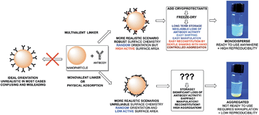 Graphical abstract: Controlling colloidal stability of silica nanoparticles during bioconjugation reactions with proteins and improving their longer-term stability, handling and storage
