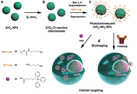 Graphical abstract: Amine functionalized ZrO2 nanoparticles as biocompatible and luminescent probes for ligand specific cellular imaging