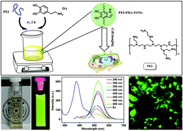 Graphical abstract: Self-polymerization of dopamine and polyethyleneimine: novel fluorescent organic nanoprobes for biological imaging applications