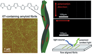 Graphical abstract: Amyloid fibrils as dispersing agents for oligothiophenes: control of photophysical properties through nanoscale templating and flow induced fibril alignment