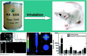 Graphical abstract: Aerosol inhalation exposure study of respiratory toxicity induced by 20 nm anatase titanium dioxide nanoparticles