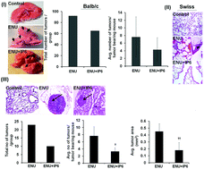 Graphical abstract: N-Ethyl-N-nitrosourea-induced transplacental lung tumor development and its control: molecular modulations for tumor susceptibility in a mouse model