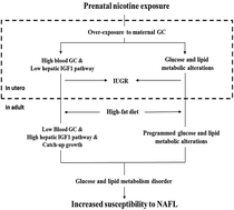 Graphical abstract: Prenatal nicotine exposure-induced intrauterine programming alteration increases the susceptibility of high-fat diet-induced non-alcoholic simple fatty liver in female adult offspring rats