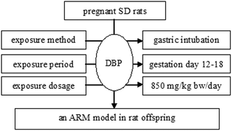 Graphical abstract: Expression of the Shh/Bmp4 signaling pathway during the development of anorectal malformations in a male rat model of prenatal exposure to di(n-butyl) phthalate