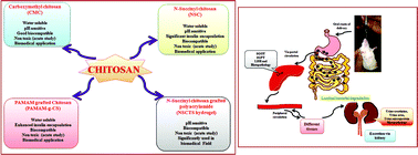 Graphical abstract: Assessment of in vivo chronic toxicity of chitosan and its derivates used as oral insulin carriers