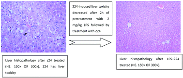 Graphical abstract: Regulation of bacterial lipopolysaccharide in liver toxicity caused by chlorpromazine and Z24 in Sprague-Dawley rats