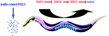 Graphical abstract: Insulin signaling regulates the toxicity of traffic-related PM2.5 on intestinal development and function in nematode Caenorhabditis elegans