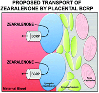 Graphical abstract: In vitro screening of environmental chemicals identifies zearalenone as a novel substrate of the placental BCRP/ABCG2 transporter