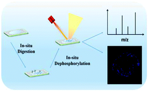 Graphical abstract: Imaging phosphorylated peptide distribution in human lens by MALDI MS