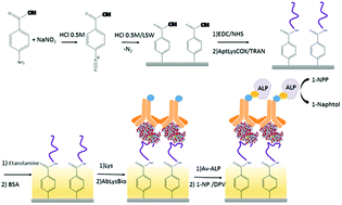 Graphical abstract: A novel electrochemical aptamer–antibody sandwich assay for lysozyme detection