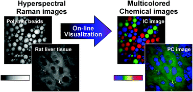 Graphical abstract: On-line visualization of multicolor chemical images with stimulated Raman scattering spectral microscopy
