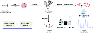 Graphical abstract: Evaluation of individual aging degree by standard-free, label-free LC-MS/MS quantification of formaldehyde-modified peptides