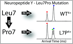 Graphical abstract: Multiple gas-phase conformations of proline-containing peptides: is it always cis/trans isomerization?
