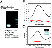 Graphical abstract: One-strand oligonucleotide probe for fluorescent label-free “turn-on” detection of T4 polynucleotide kinase activity and its inhibition