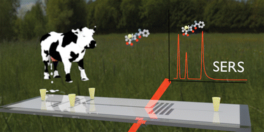 Graphical abstract: Detection of low concentrations of ampicillin in milk