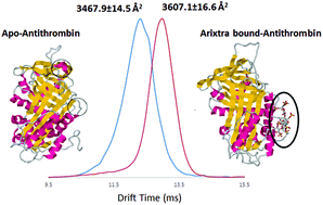 Graphical abstract: Investigating changes in the gas-phase conformation of Antithrombin III upon binding of Arixtra using traveling wave ion mobility spectrometry (TWIMS)