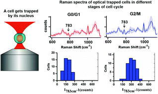 Graphical abstract: Use of Raman optical tweezers for cell cycle analysis