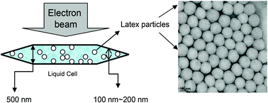 Graphical abstract: Visualization of film-forming polymer particles with a liquid cell technique in a transmission electron microscope