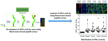 Graphical abstract: A peptide array-based serological protein kinase A activity assay and its application in cancer diagnosis
